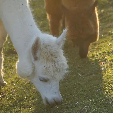Farm stay Il Beccafico Alpaca