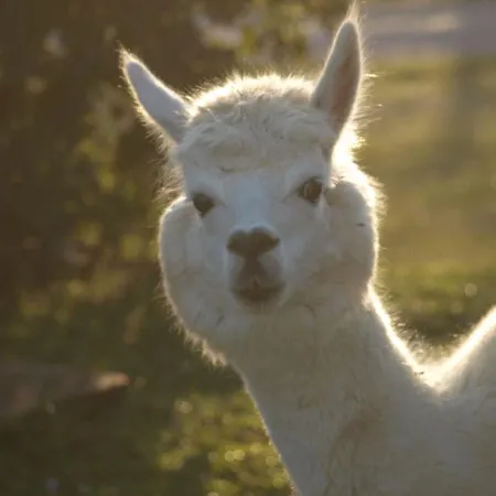 Il Beccafico Alpaca Alloggio per agriturismo Mengara