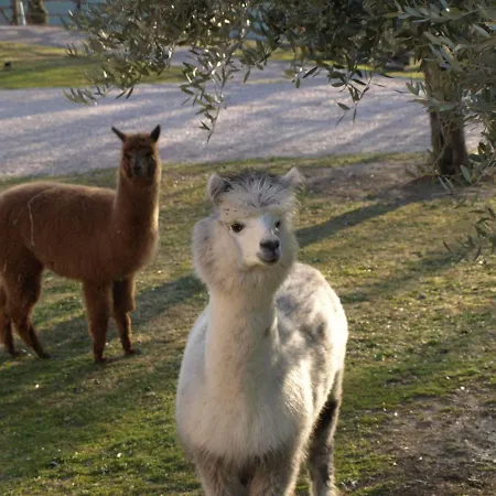 Il Beccafico Alpaca Mengara