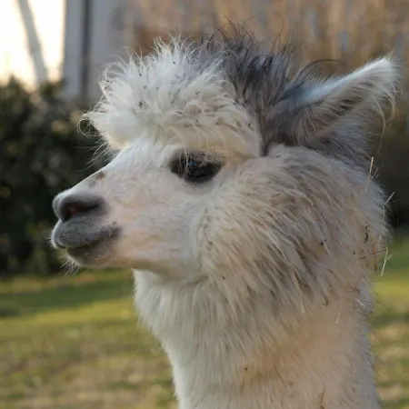 Il Beccafico Alpaca