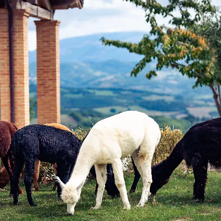 Alloggio per agriturismo Il Beccafico Alpaca Mengara