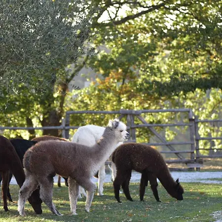 Il Beccafico Alpaca Alloggio per agriturismo *