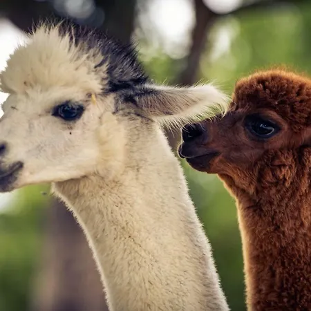 Il Beccafico Alpaca