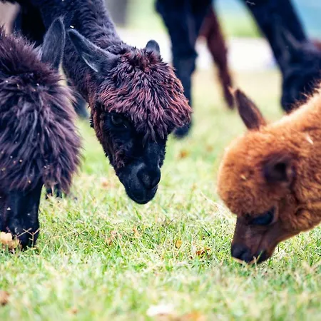 Alloggio per agriturismo Il Beccafico Alpaca Mengara