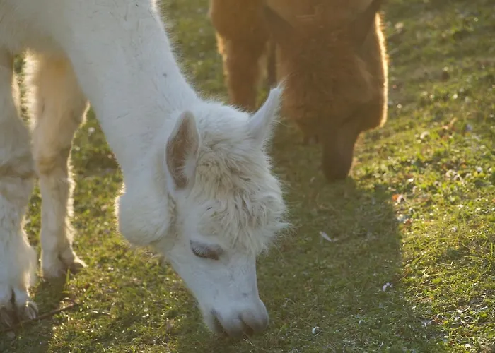 Alojamento de Turismo Rural Il Beccafico Alpaca