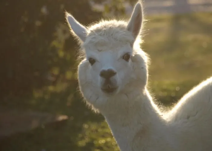Il Beccafico Alpaca Κατάλυμα σε φάρμα Mengara