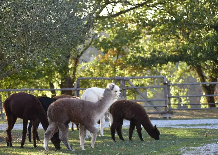 Il Beccafico Alpaca Alojamento de Turismo Rural *