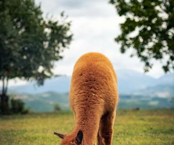 Il Beccafico Alpaca * Mengara