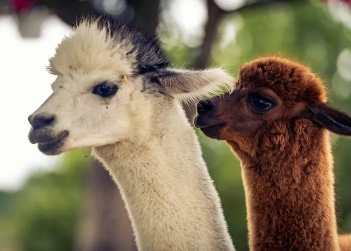 Il Beccafico Alpaca
