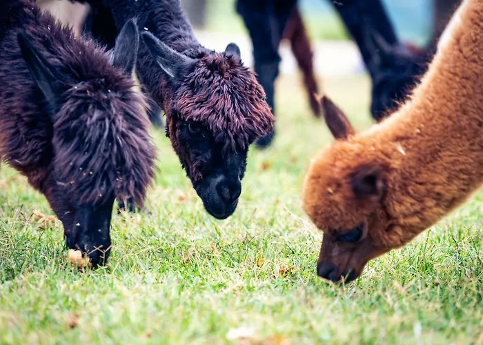 Alojamento de Turismo Rural Il Beccafico Alpaca Mengara